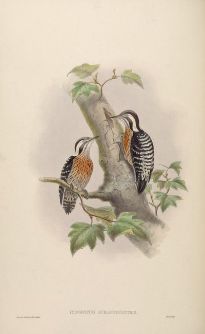 Iyngipicus aurantiiventris = Dendrocopos canicapillus aurantiiventris by John Gould